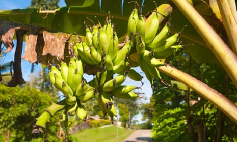 Bananas growing over a road