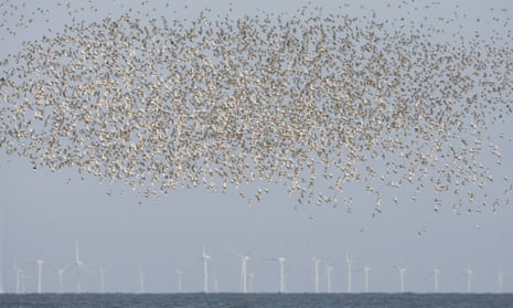 Knot (Calidris canutus) flock, in flight over sea, wind turbines of offshore windfarm in distance, Norfolk, England.