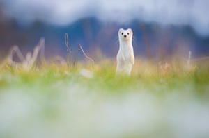- This little stoat is on the lookout for Christmas dinner, pictured in Cousset, Switzerland. - DASHING through the snow, this little stoat is on the lookout for a Christmas feast. Bobbing its head as it moves through the frosty grass, the adorable creature darts and leaps across the field as it searches for the perfect meal.