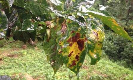 Changes in Nicaragua's climate patterns have led to an increase in coffee rust.