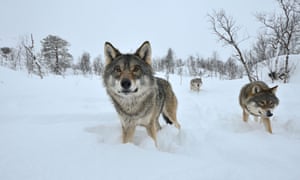 Three wolves in snow, Norway