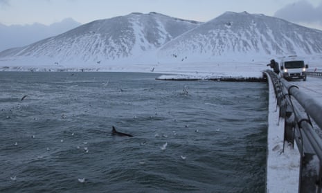 Orcas and auroras in a feeding frenzy off Grundarfordjur
