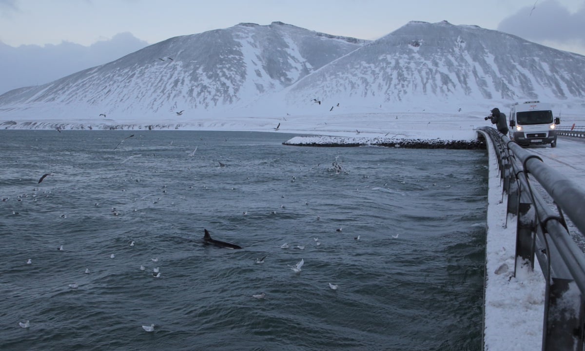 Iceland Whale Watching In Winter Travel The Guardian