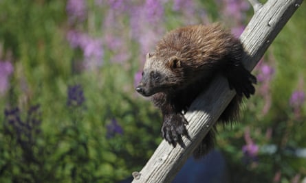 Wolverine (Gulo gulo) adult, climbing dead tree, Finland