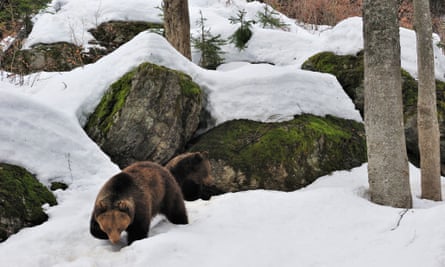 Brown bear (Ursus arctos) female with two-year-old cub in the snow in early spring emerging from den among rocks in forest, Germany