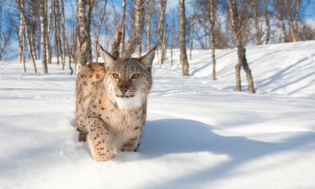 Eurasian lynx (Lynx lynx), adult female in birch forest in winter, Norway.