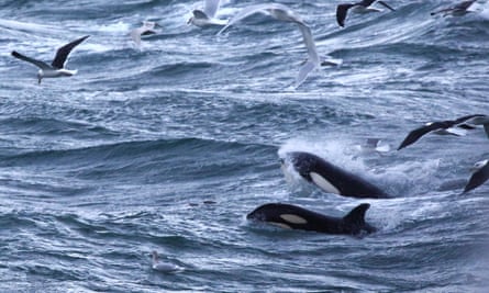 The orcas gorge themselves on herring shoals, accompanied by sea birds.