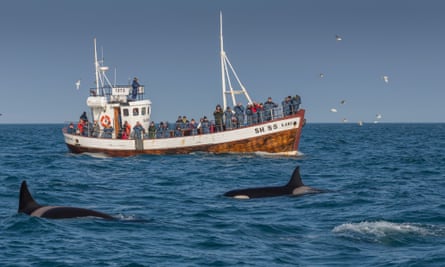 Local fishermen have started taking visitors out to view the orca pod