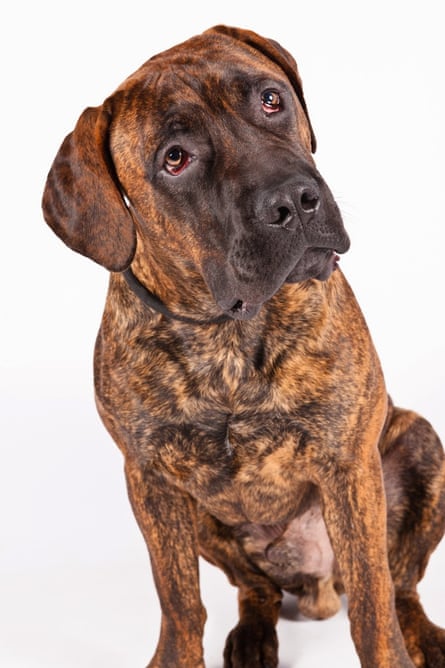 Welcome to the American Kennel Club: four new dog breeds join the mix |  Animals | The Guardian