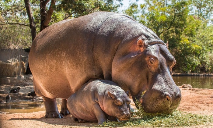 Hippo Goes Overseas ヒッポ外国へ Hippo Goes Overseas ヒッポ外国へ ヒッポファミリークラブ