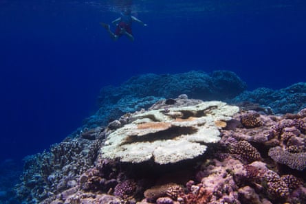 Table corals provide an excellent hiding place for smaller fish. In some areas of the Marshall Islands, up to 100% have been killed by the spike in sea surface temperatures since September.  Location: Arno atoll, Marshall Island, December 2014