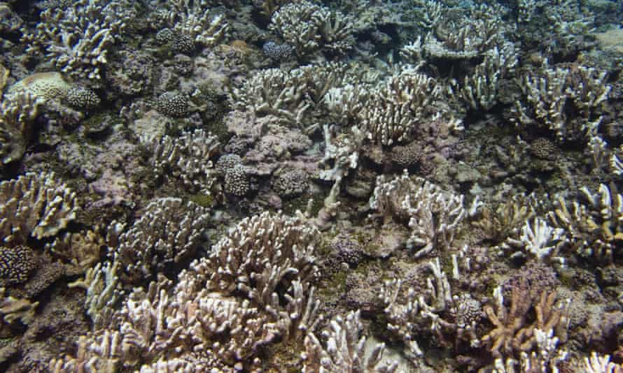 In some areas in the Marshall Islands, almost all the coral has been bleached. Location: Arno atoll, Marshall Island, December 2014