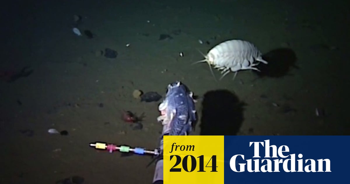 Snailfish sets depth record at more than 8,000 metres below surface of Pacific