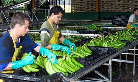 Workers processing bananas at a Dole banana plantation in Costa Rica