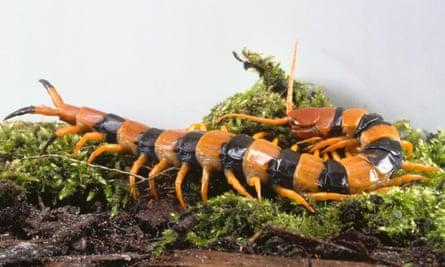 Giant Tiger Centipede, Scolopendra gigantea, with jointed legs and orange and black bands.