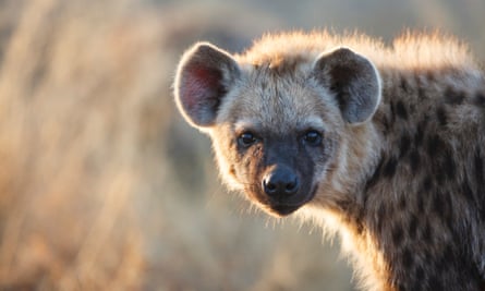A young spotted hyena