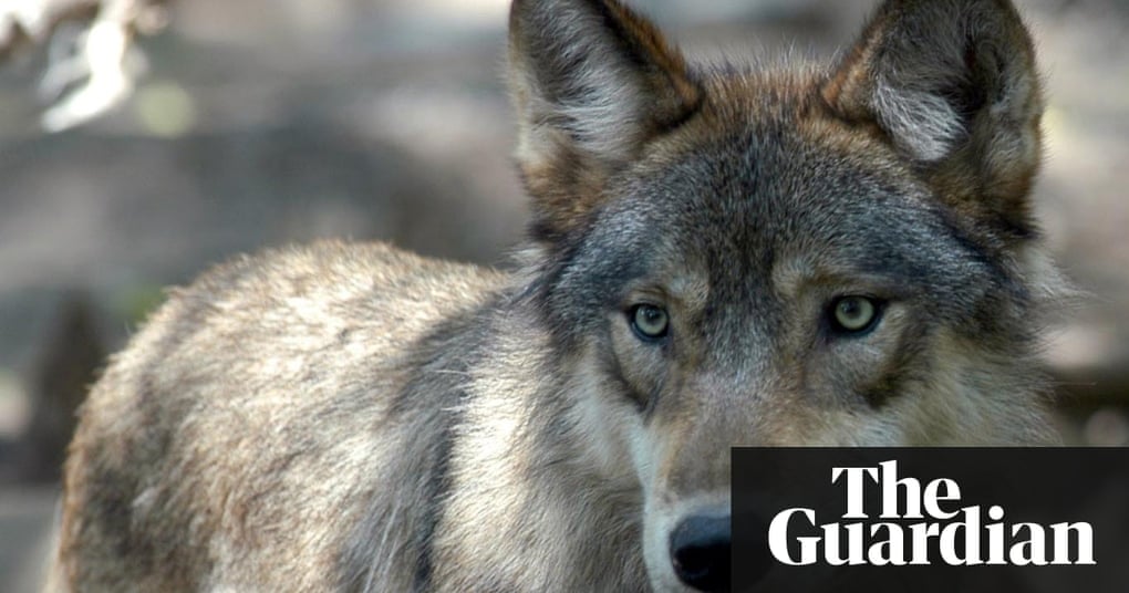 Judge Rules To Keep Gray Wolves On Endangered Species List