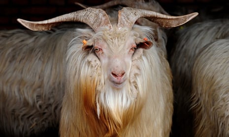 Close-up of cashmere goat with near-horizontal horns
