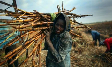 Sugar cane harvesters in Mali