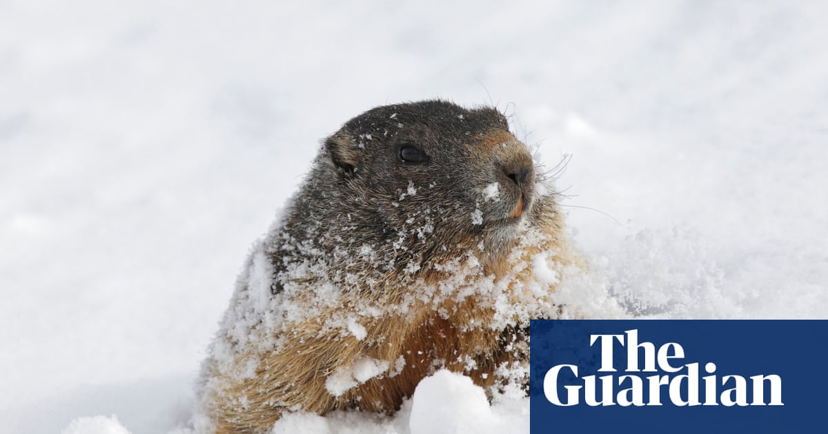 Animals out in the cold - in pictures | Science | The Guardian