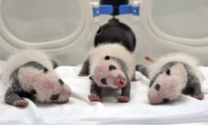 Newborn giant panda triplets are seen inside an incubator at the Chimelong Safari Park in Guangzhou, Guangdong province, China