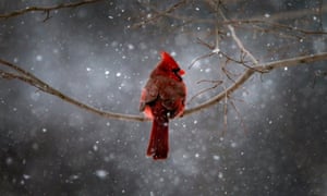 A Northern Cardinal sits on a tree branch in falling snow in the New York City suburb of Nyack