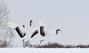 Red-crowned cranes take a rest in Tsurui, Japan