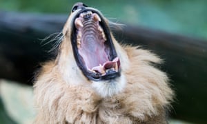 A lion yawns at the zoo in Berlin, Germany