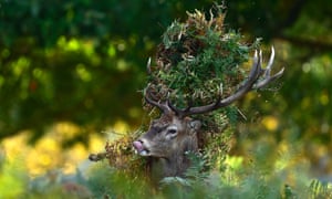 A male red deer with antlers covered in bracken, walks through undergrowth in Richmond Park, London