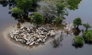 Stranded cattle in the flooded region of Ballivian province, Bolivia
