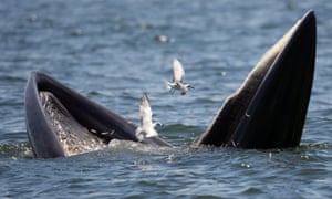 A Bryde’s whale and seagulls feast on anchovies in the Gulf of Thailand