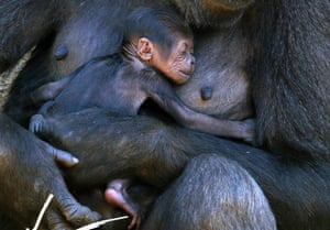 A western lowland gorilla named Mbeli holds her baby in their enclosure at Sydney’s Taronga zoo