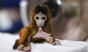 A three-month-old macaque bites its toe in front of a fan heater at a wildlife park in Kunming, Yunnan province, China