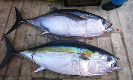 bigeye tuna 