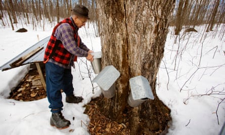 Collecting maple syrup in Quebec