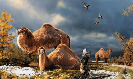 This undated artist’s interpretation provided by the Nature website shows the High Arctic camel on Ellesmere Island during the Pliocene warm period, about 3.5 million years ago. Arctic temperatures were much higher than today’s during the mid-Pliocene and mid-Miocene despite similar atmospheric CO2 levels.