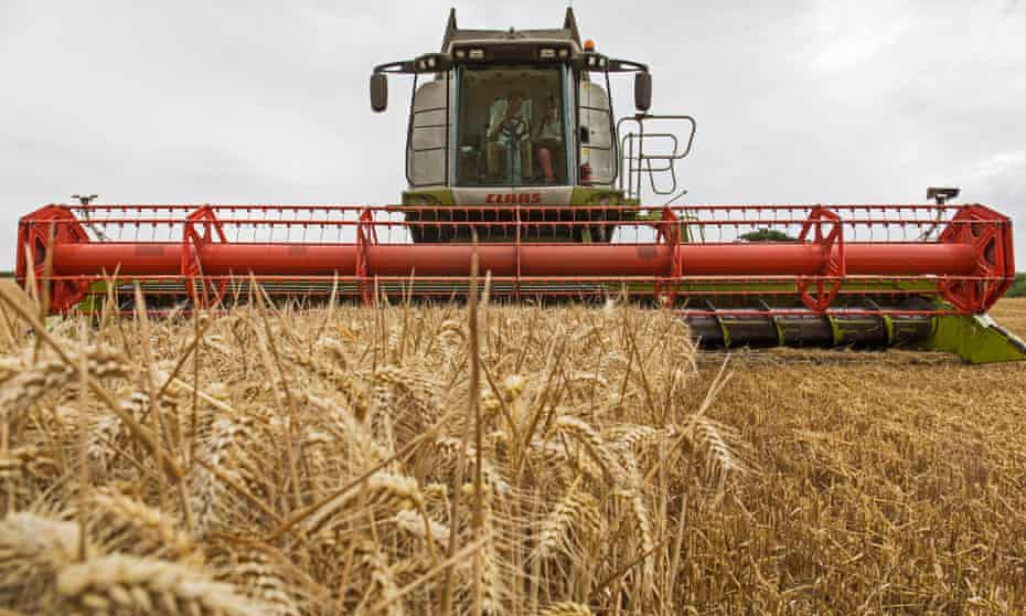 Wheat harvest, Northamptonshire