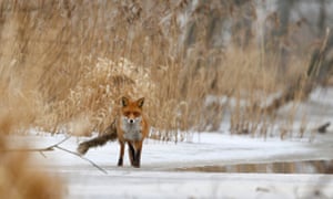 A fox walks in a forest in the Nalibokskaya Pushcha Reserve, west of Minsk, Belarus