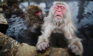 Japanese Macaques (or Snow Monkeys) groom each other in a hot spring at a snow-covered valley in Yamanouchi town, central Japan