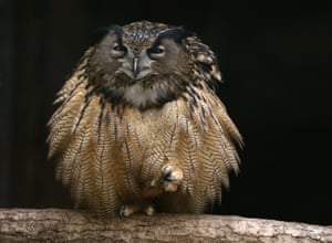An eagle owl fluffs out its feathers as it sits on one foot on a branch in its enclosure at the Grugapark, Germany