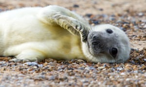 One of the first seal pups of the season to have been born at the site of one of England's biggest colonies, Blakeney Point