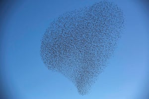 A flock of starlings fly over an agricultural field near the southern Israeli city of Netivot.