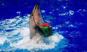 Tokyo, Japan A dolphin moves to return a parcel to its trainer during a special Christmas show at the Shinagawa Aqua Stadium