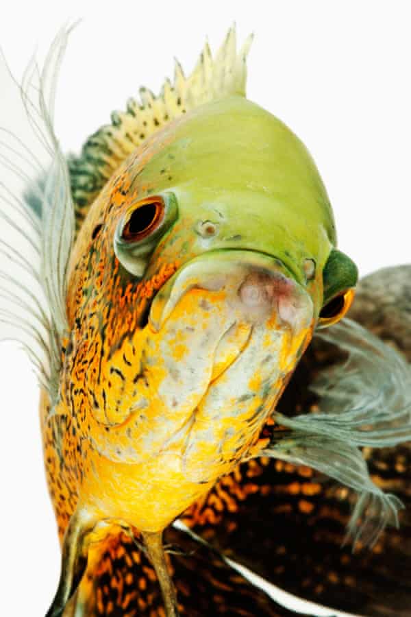 Oscar fish (Astonotus ocellatus), a tropical freshwater fish native to South America.