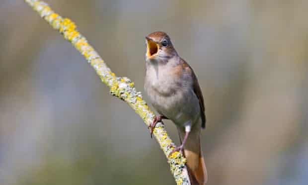 Nightingale Luscinia megarhynchos in song Kent spring. Image shot 2007. Exact date unknown.