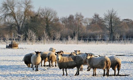 Sheep graze in a snow covered field in Hatton, Derbyshire