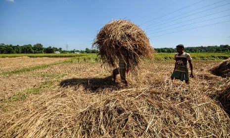 Indian farmers clear rice waste. More than half of the world’s people eat rice as a staple food, and for every five tonnes of rice harvested, one tonne of waste husk.