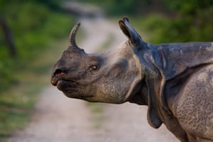 An Indian one horned rhino is pictured in the Kaziranga national park, Assam, India.