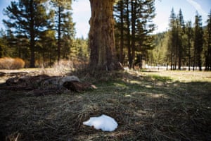A tiny patch of snow sits in the shade of a tree at the site of a California Department of Water Resources snow survey in Phillips, California May 1, 2014. The reading at Phillips is zero, where it typically averages roughly 40 inches of snow on May 1, and the statewide snowpack water content is at 18 percent of average.