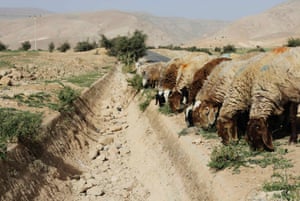 Sheep graze next to a dried out gulley usually flowing with natural spring water in the Palestinian village of al-Auja, near the West Bank city of Jericho March 7, 2014. The Middle East's driest winter in several decades could pose a threat to global food prices, with local crops depleted along with farmers' livelihoods, U.N. experts and climatologists say. Varying degrees of drought are hitting almost two thirds of the limited arable land across Syria, Lebanon, Jordan, the Palestinian territories and Iraq.